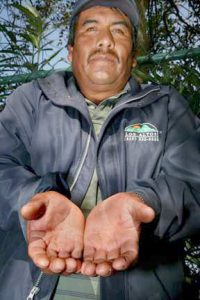 Bacon1 Alberto Juarez Martinez’ hands show the toil of hard work.