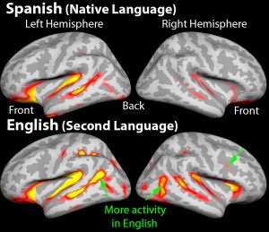 Bilingual brain study UCSD
