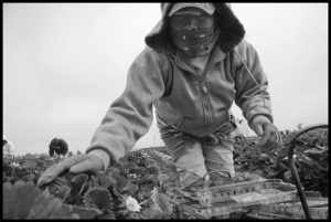 Immigrant Farm Workers Pick Strawberries in a Santa Maria Field