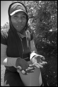 A crew of immigrant Mexican farm workers picks blueberries in a field near Dinuba. Workers are paid $8 for each 12 pound bucket they pick. Lorena Hernandez is a 20-year-old farm worker from Oaxaca. She's a single mother of a four-year-old girl, and has been working in the fields for two years. Photo by David Bacon
