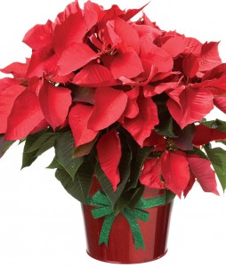 poinsettia
