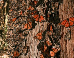 Monarch Butterflies