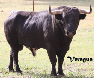 bullfight3