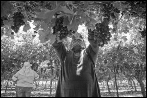 farm labor