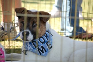 There will be adorable dogs for adopition at the Doggie Festival this weekend.