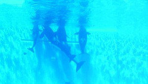sea world