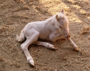 Ferdinand's bella's baby