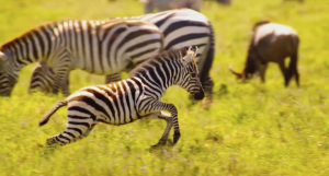 Wild Africa